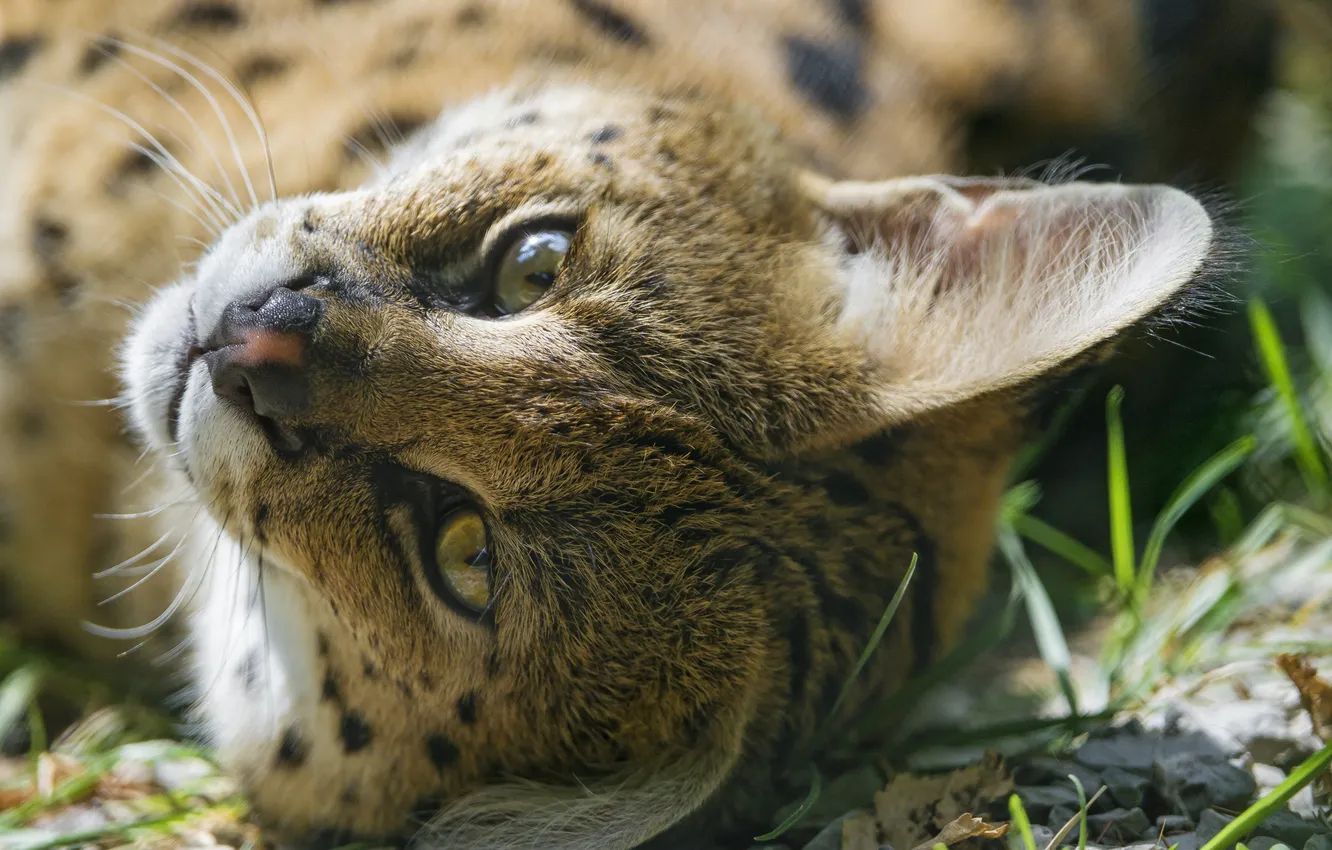 Photo wallpaper cat, look, face, Serval, ©Tambako The Jaguar