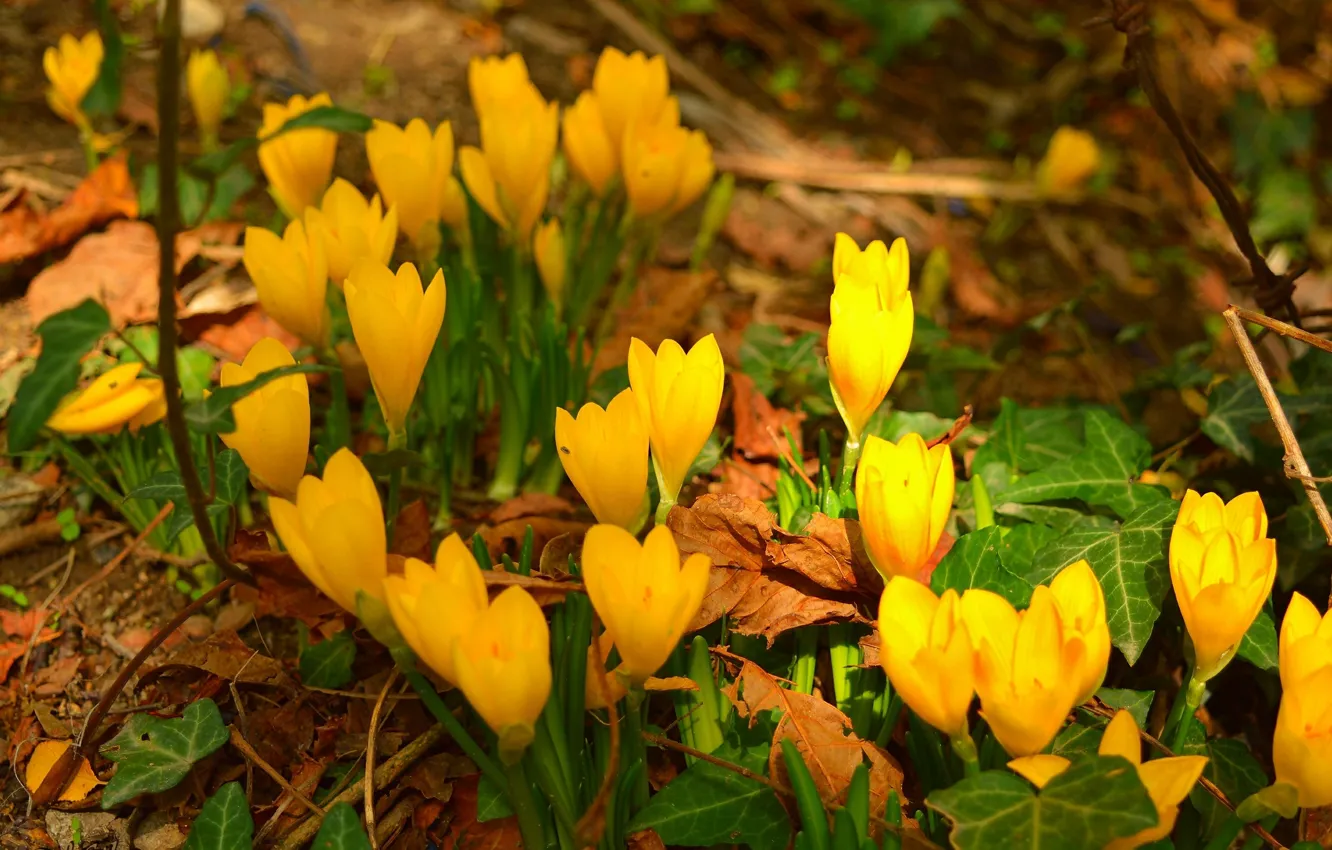 Photo wallpaper crocuses, Crocuses, yellow flowers, Yellow flowers
