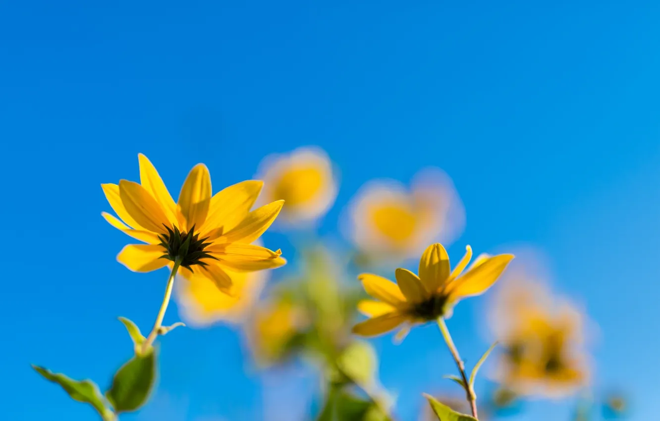 Photo wallpaper the sky, flowers, bokeh