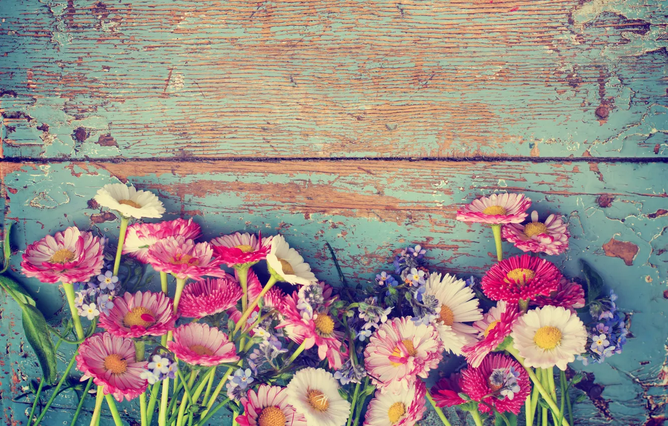 Photo wallpaper flowers, chamomile, flowers, wildflowers, violet, Daisy, chamomile, wild flowers