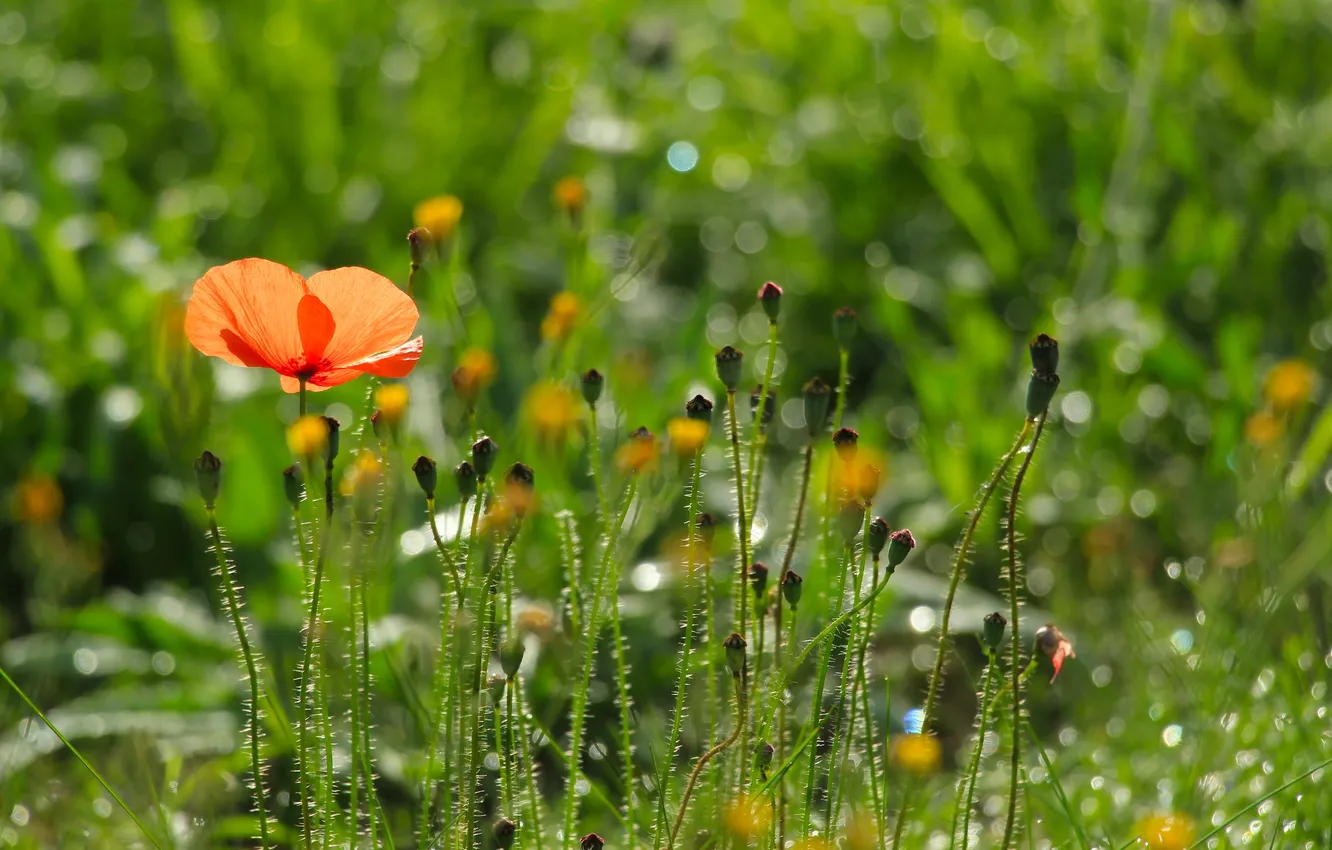 Photo wallpaper red, flower, poppy