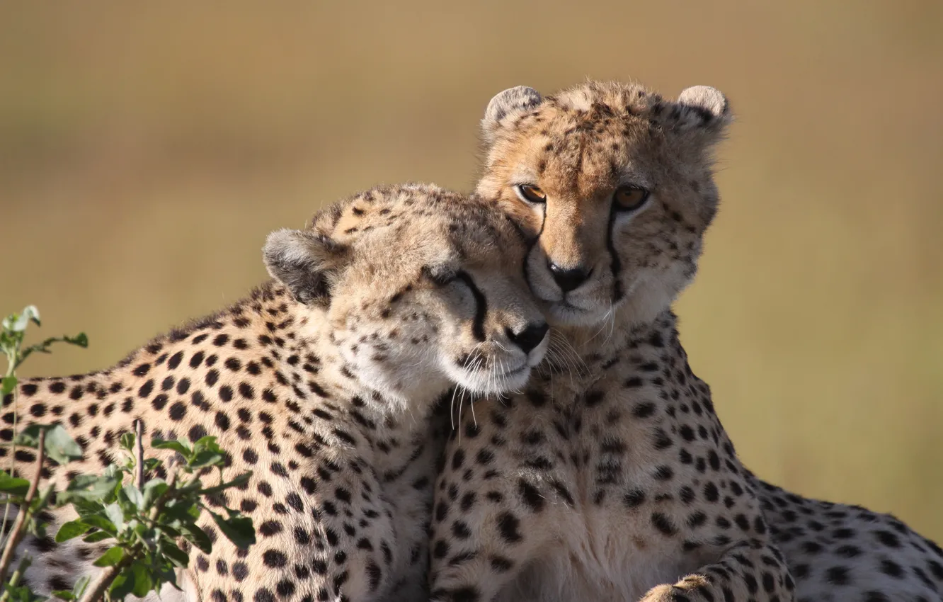 Photo wallpaper pair, Cheetah
