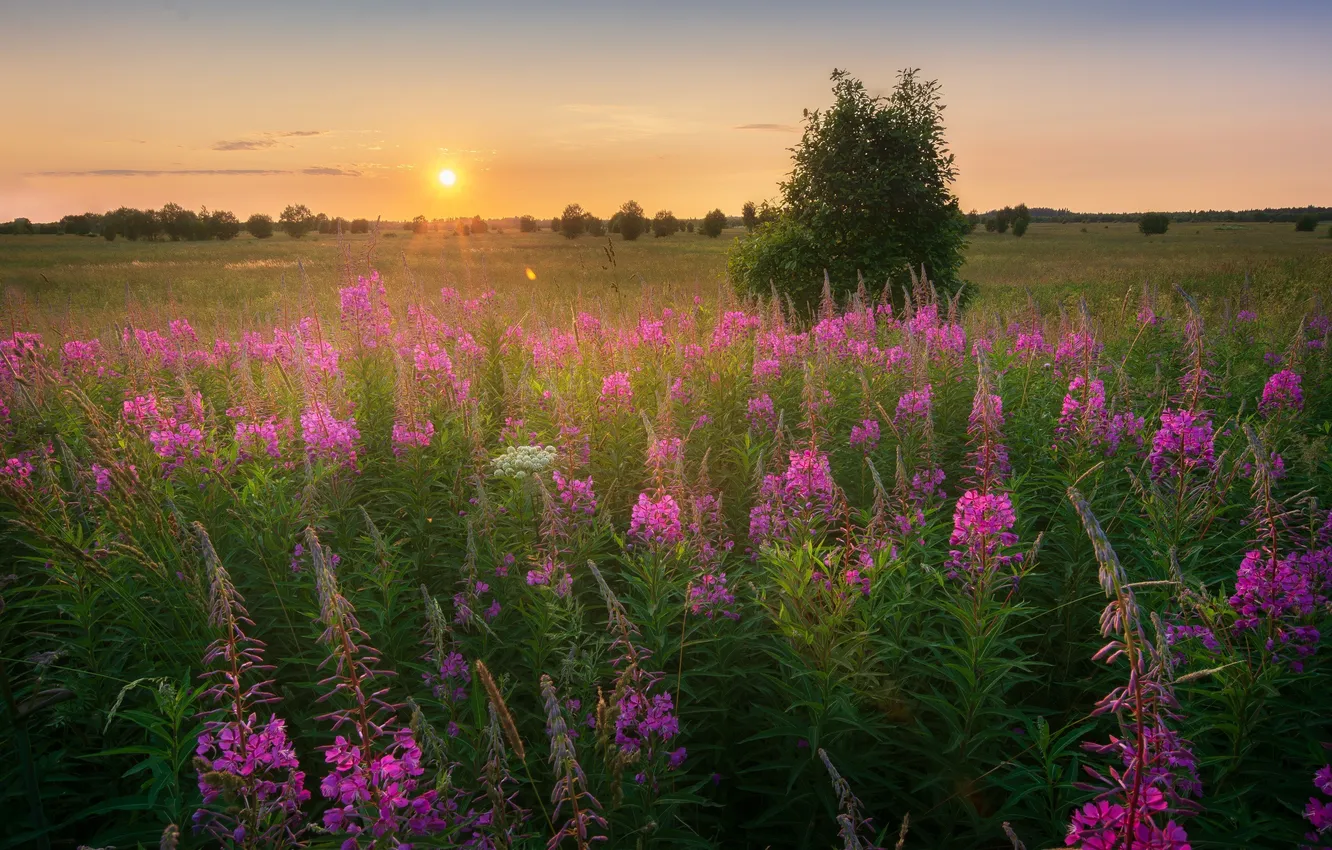 Photo wallpaper the sun, trees, sunset, flowers, meadow, space, the beauty of nature, Ivan-tea