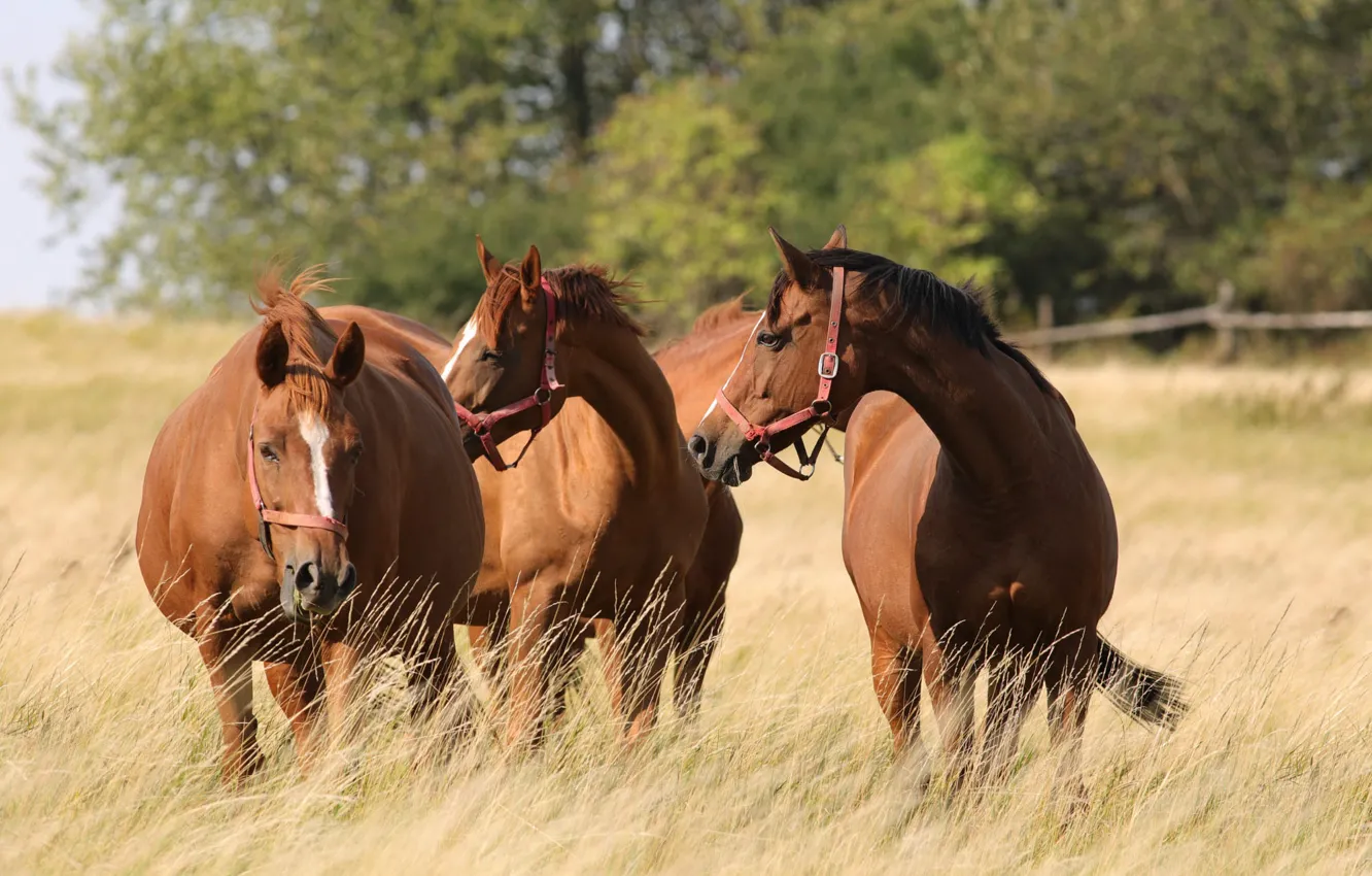 Photo wallpaper field, grass, face, trees, pose, horse, horse, spikelets