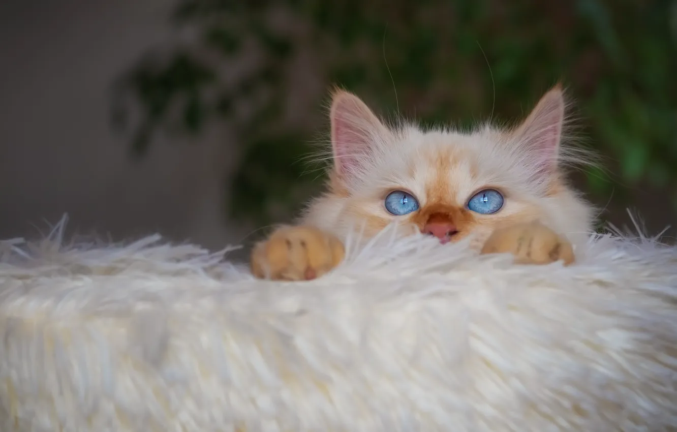 Photo wallpaper cat, white, cat, look, comfort, plant, portrait, home