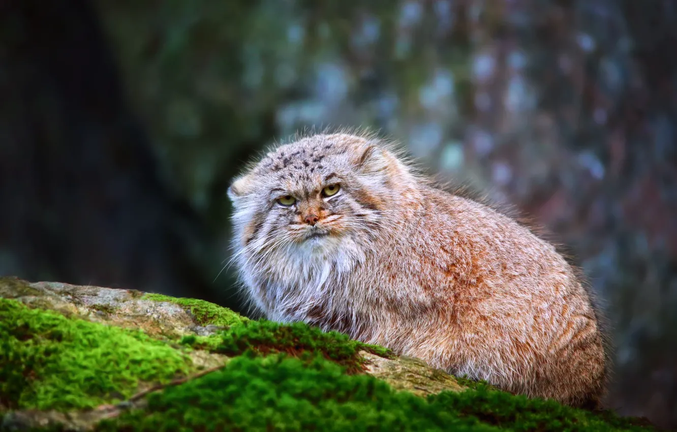 Photo wallpaper cat, fluffy, manul, Pallas Cat
