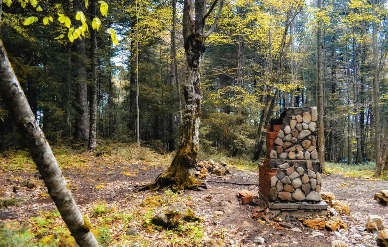 Photo wallpaper forest, landscape, stove