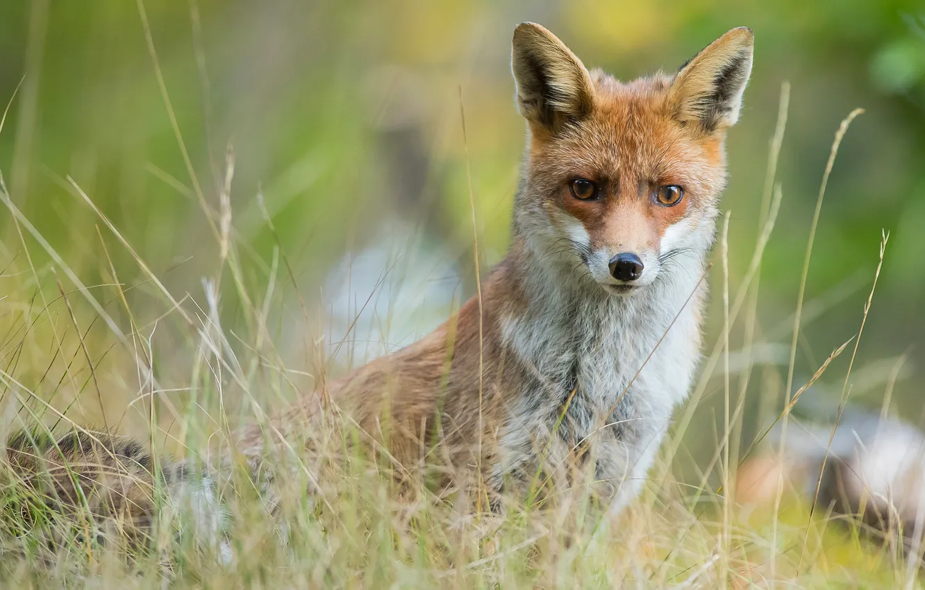 Photo wallpaper grass, face, portrait, Fox, green background, wildlife