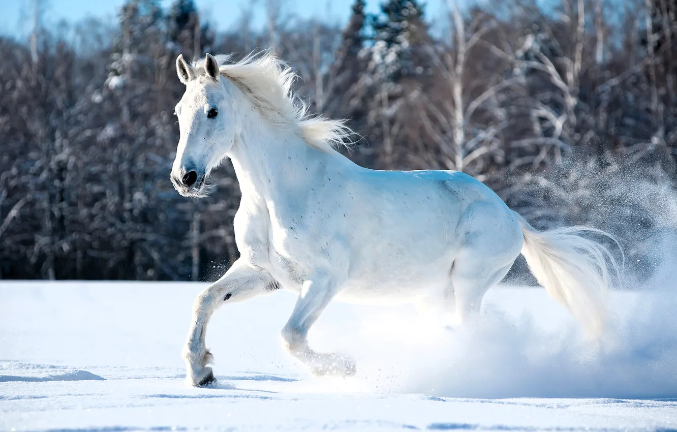 Photo wallpaper winter, field, forest, snow, trees, horse, horse, dust
