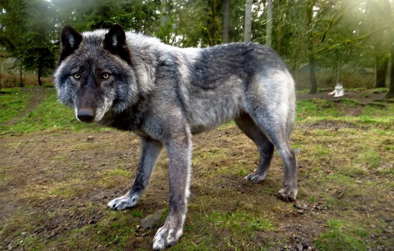 Photo wallpaper nature, Gray Wolf, face, animal, wolf, canis lupus, wildlife, head