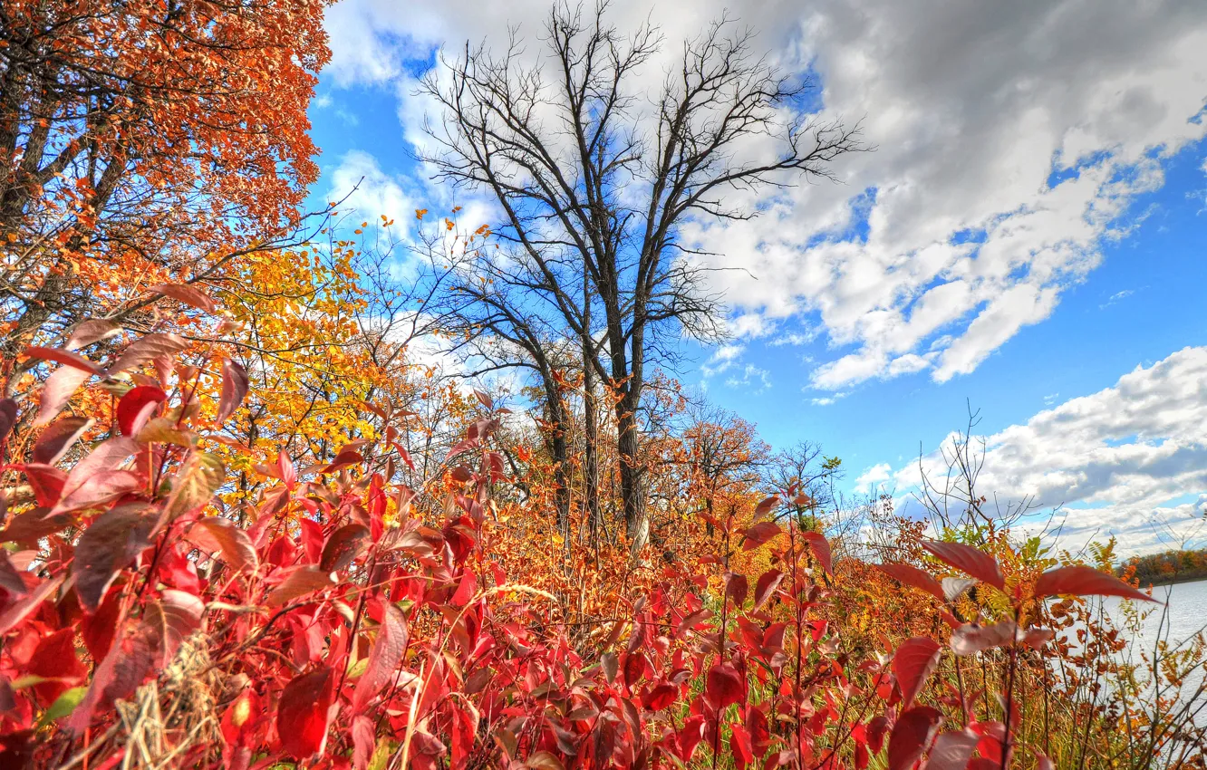 Photo wallpaper autumn, the sky, leaves, clouds, trees, river