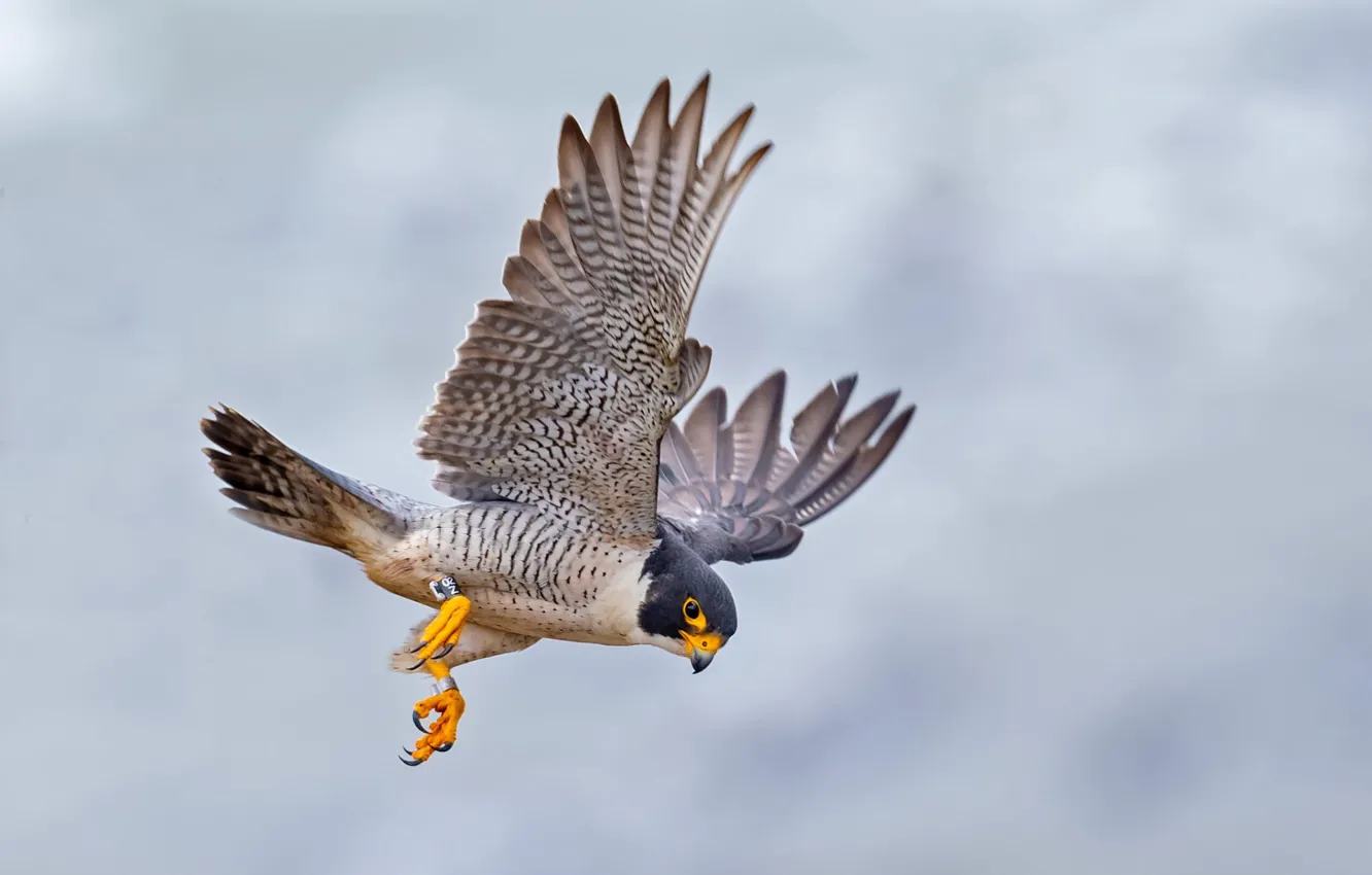 Photo wallpaper flight, bird, Flies