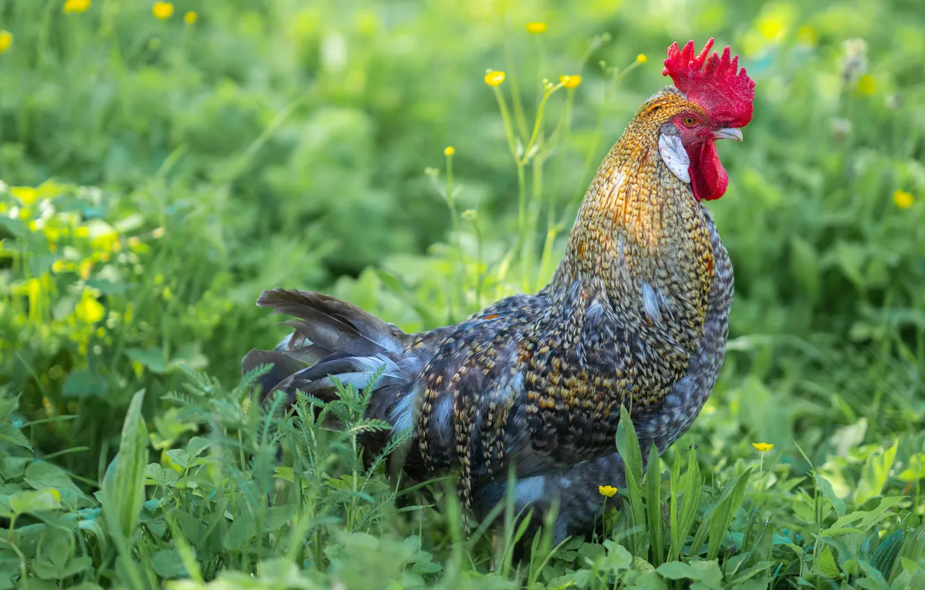 Photo wallpaper grass, bird, cock