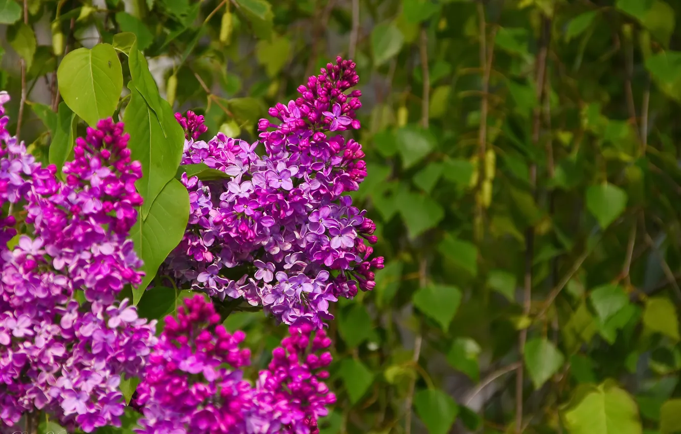 Photo wallpaper nature, spring, serene