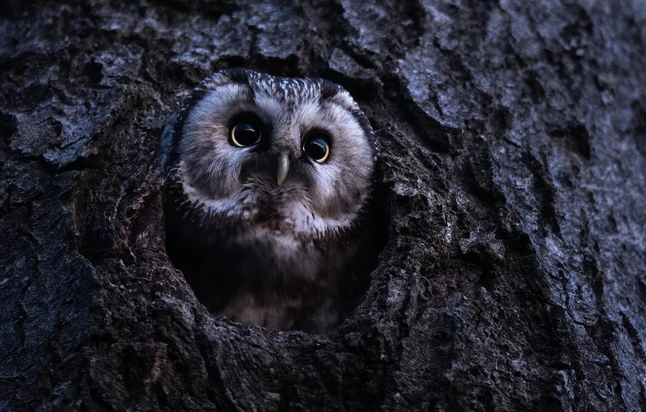 Photo wallpaper look, trees, nature, owl, bird, portrait, bark, Peeps