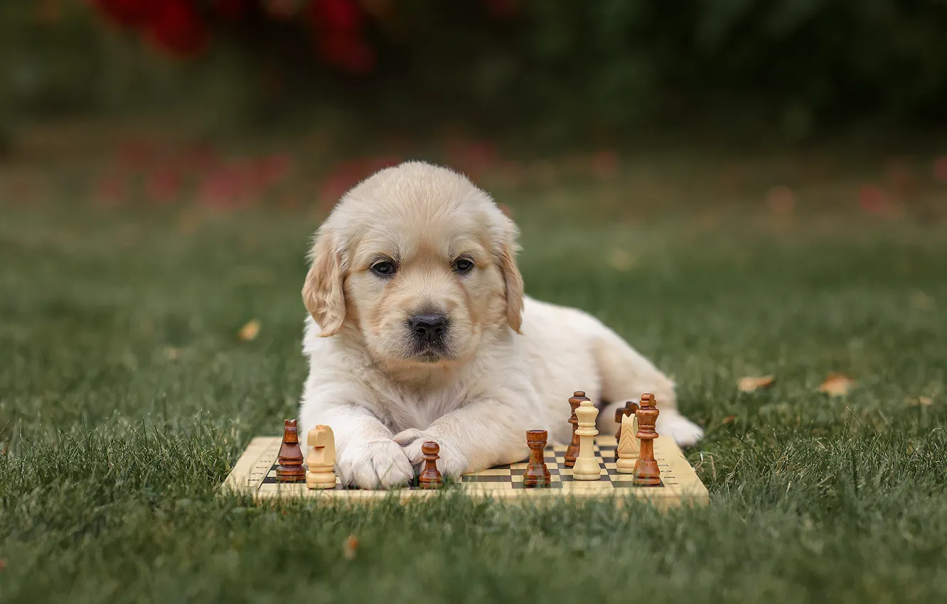 Photo wallpaper dog, chess, puppy, Golden Retriever, Golden Retriever, Victoria Dubrovskaya