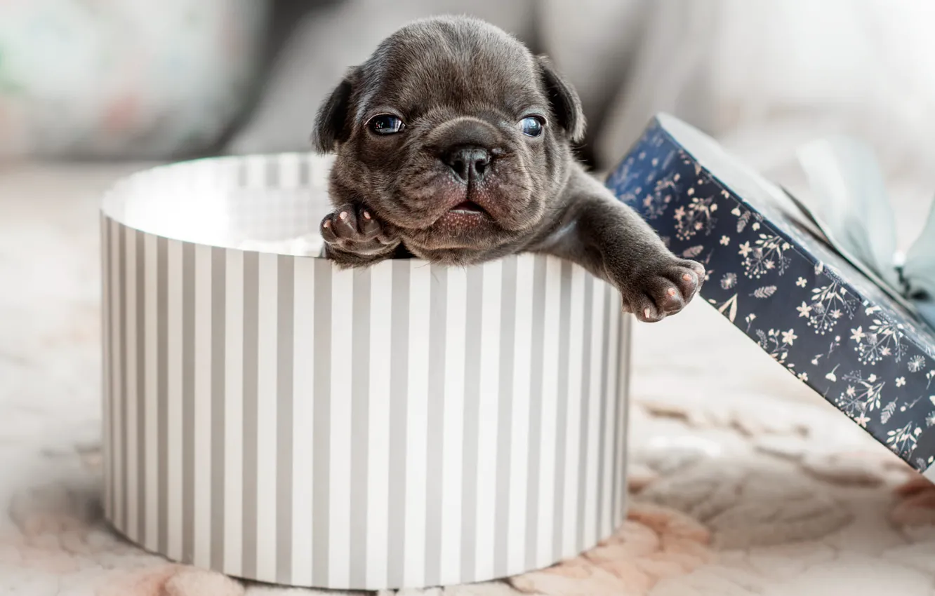 Photo wallpaper white, look, grey, box, legs, dog, baby, muzzle