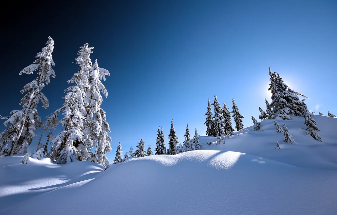 Photo wallpaper trees, Park, tree, blue, winter, snow, winter landscape