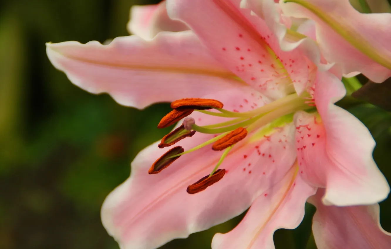 Photo wallpaper flowers, Lily, petals, pink, speck