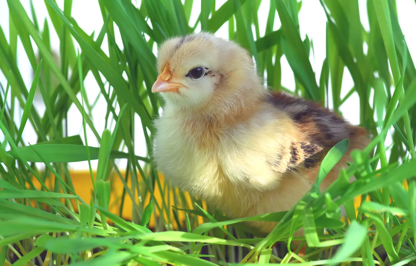 Photo wallpaper grass, bird, chickens