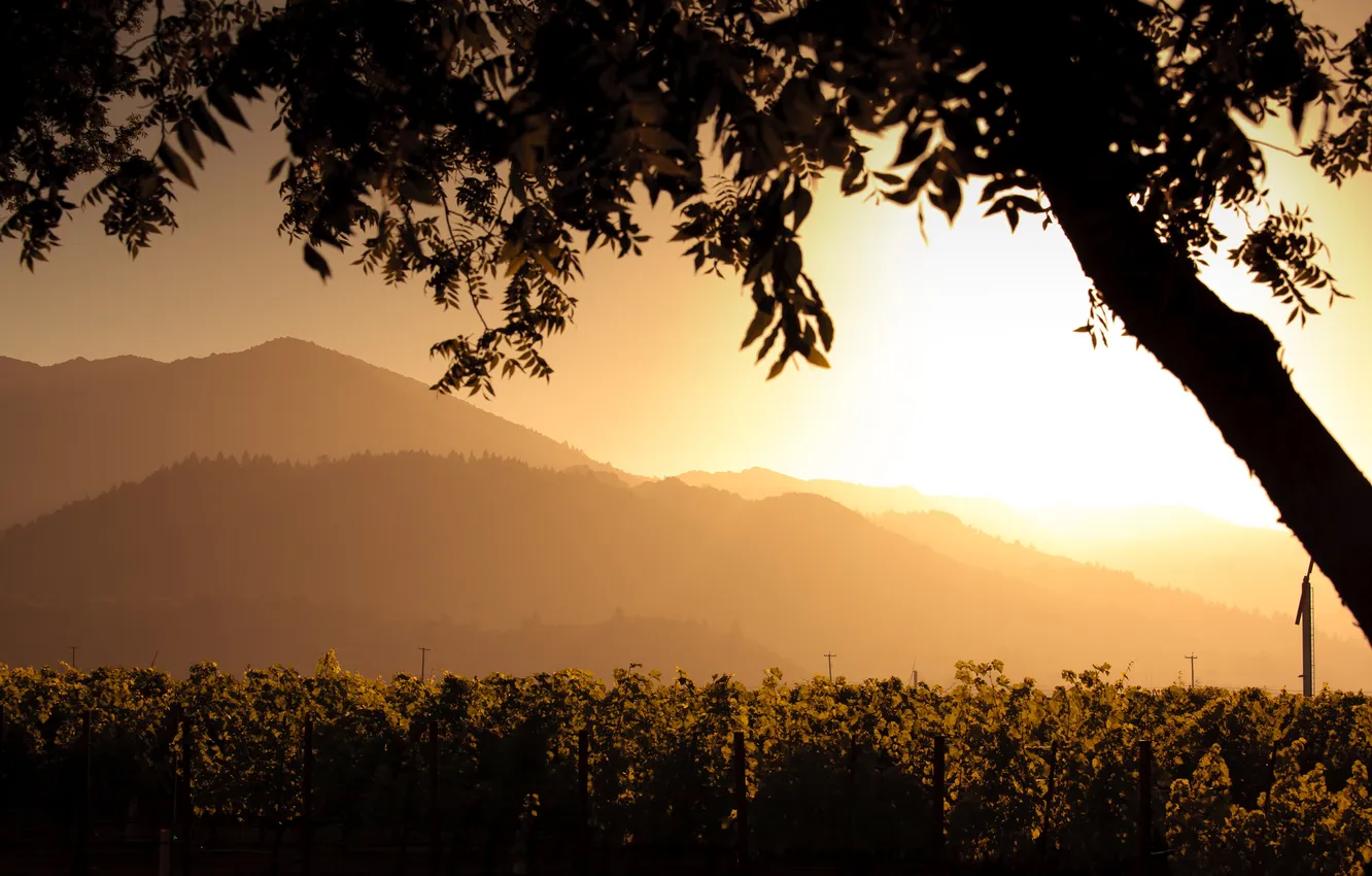 Photo wallpaper light, trees, mountains, hills, vineyard