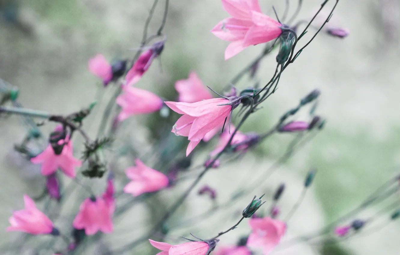 Photo wallpaper flowers, color, pink, bells