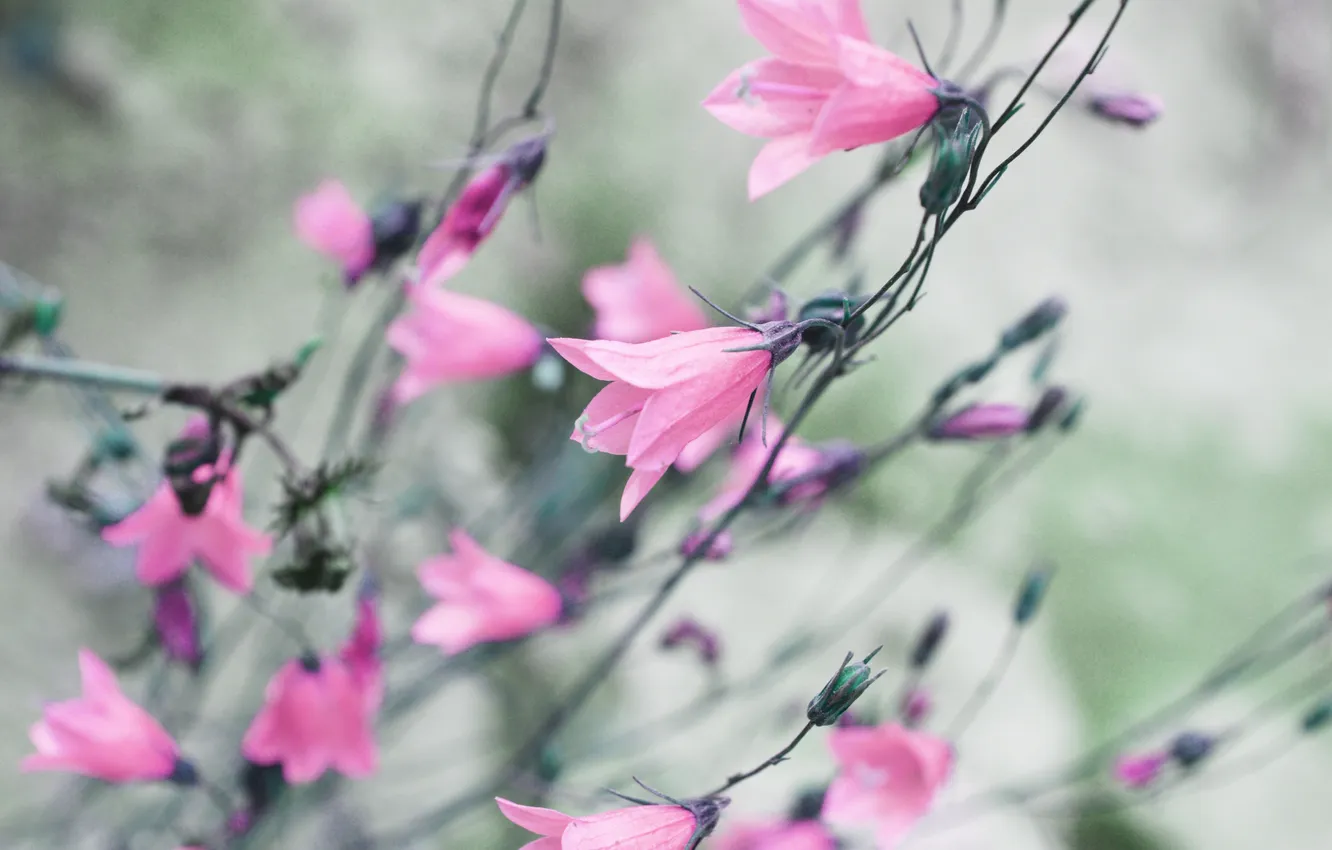 Photo wallpaper flower, pink, color, bell