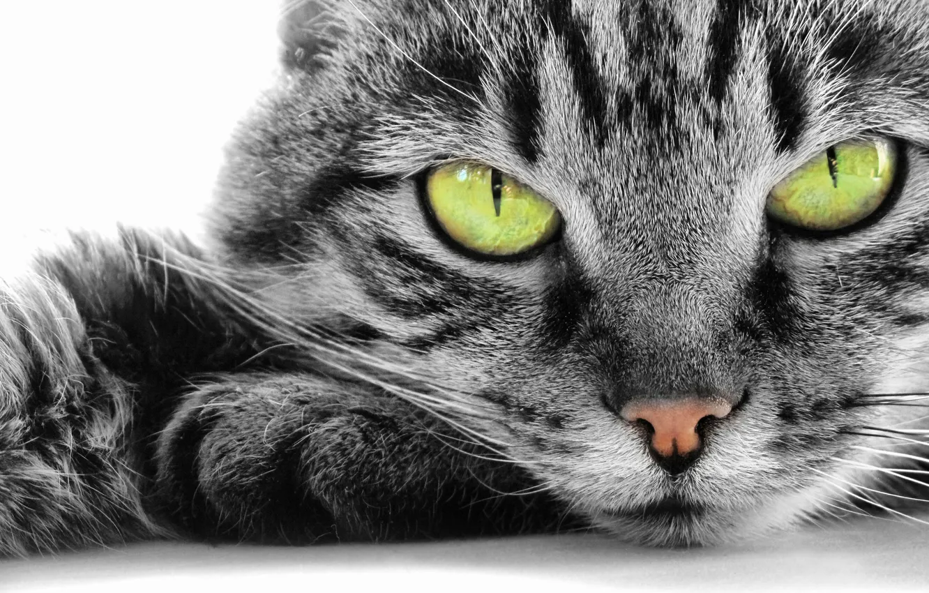 Photo wallpaper cat, look, white background