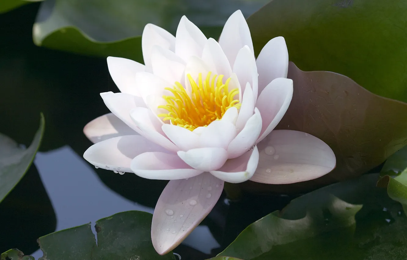 Photo wallpaper white, leaves, water, lake, pond, Lily, petals, Lily
