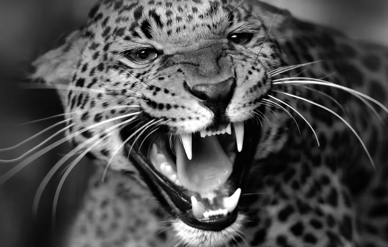 Photo wallpaper cat, Leopard, beast