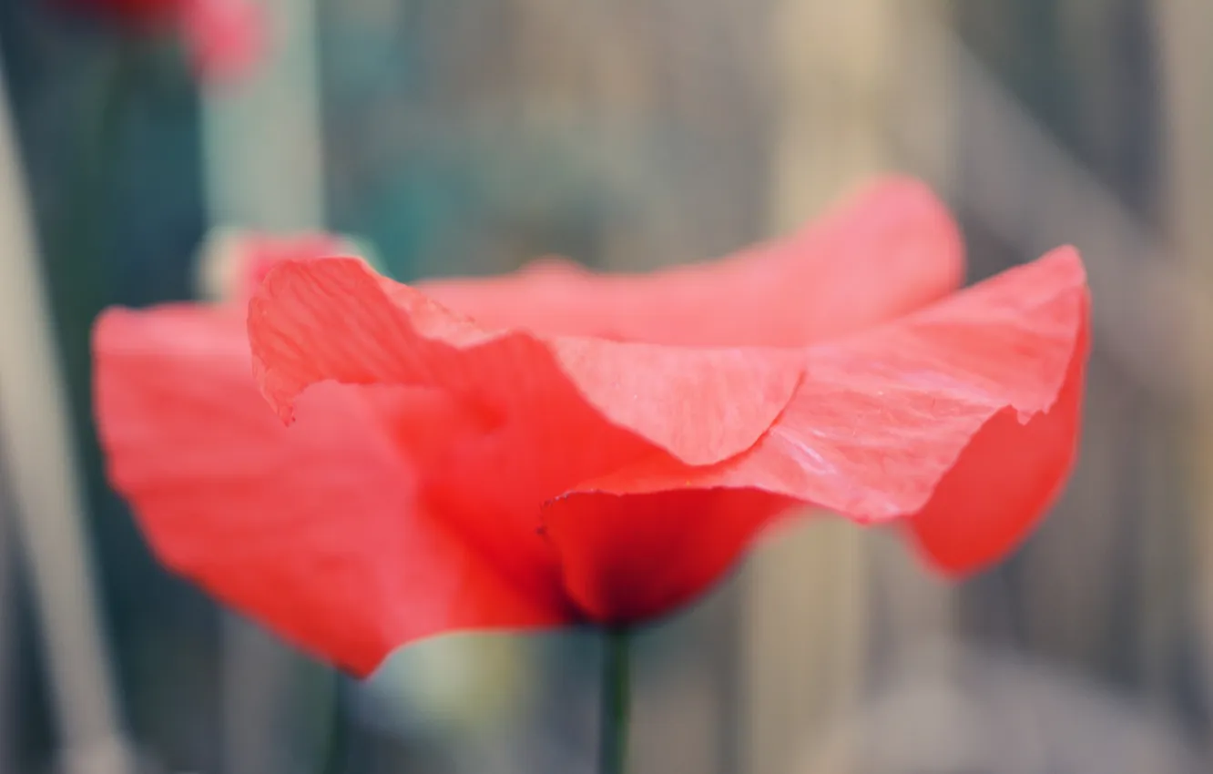 Photo wallpaper flowers, red, Mac, petals