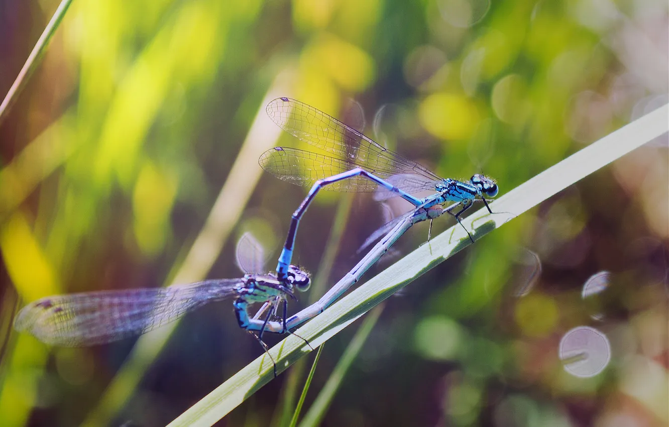 Photo wallpaper macro, insects, dragonfly