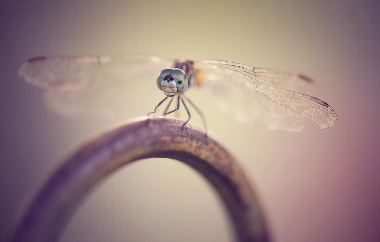 Photo wallpaper macro, fly, background