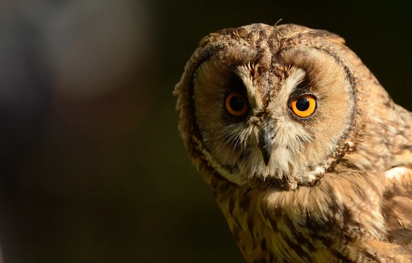 Photo wallpaper look, owl, Gray owl