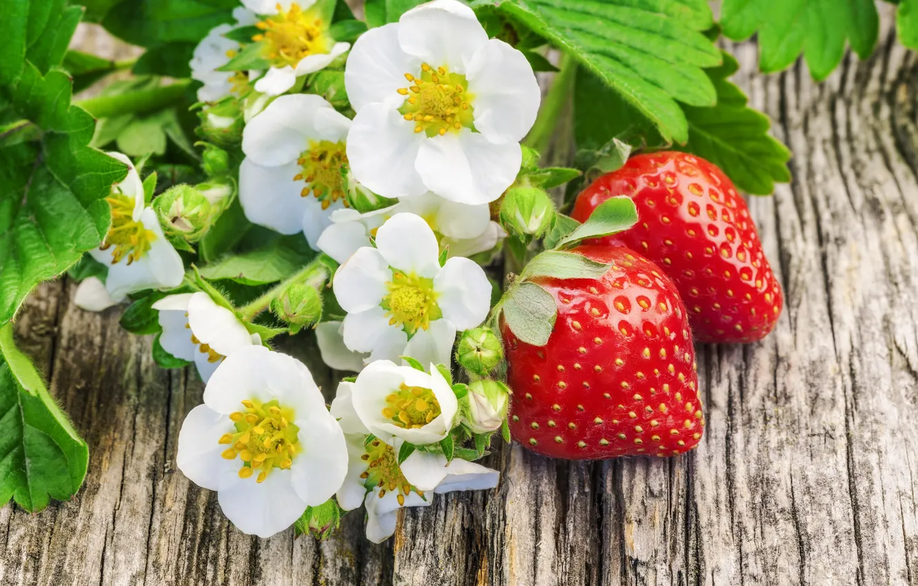 Photo wallpaper flowers, berries, strawberry, strawberry, fresh berries