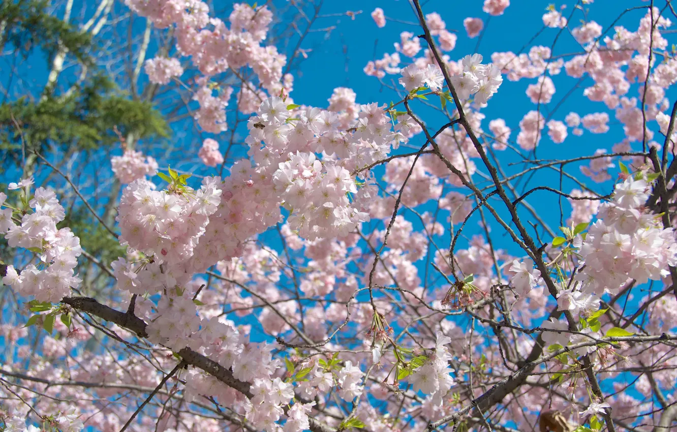 Photo wallpaper trees, spring, garden, flowering