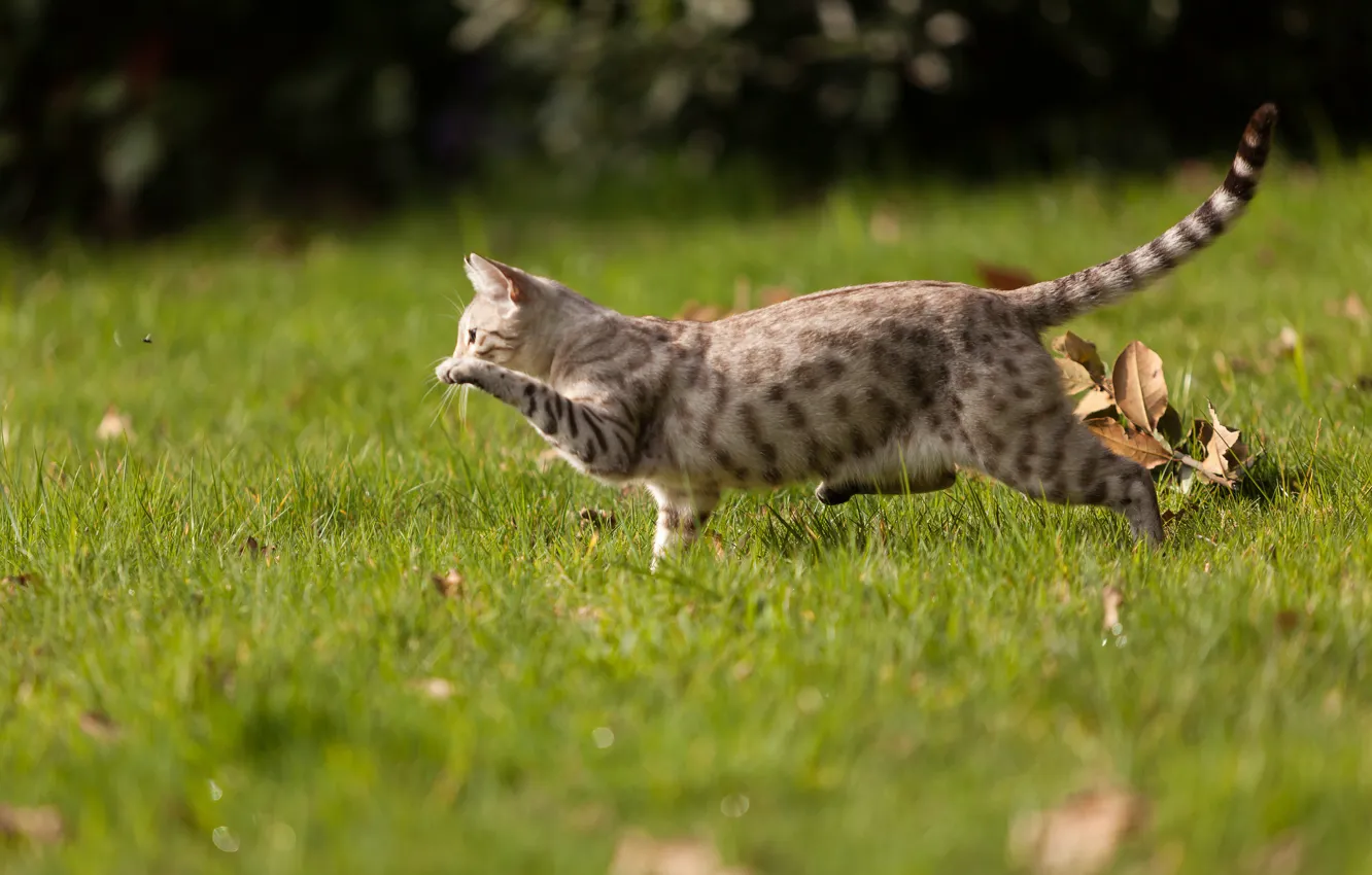Photo wallpaper cat, summer, grass, cat, fly, paw, hunting, coloring