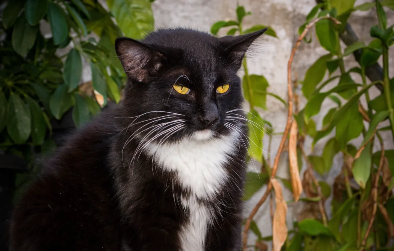Photo wallpaper cat, look, black, serious