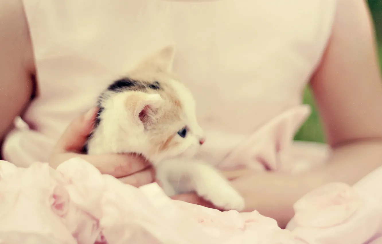 Photo wallpaper girl, mood, tenderness, kitty