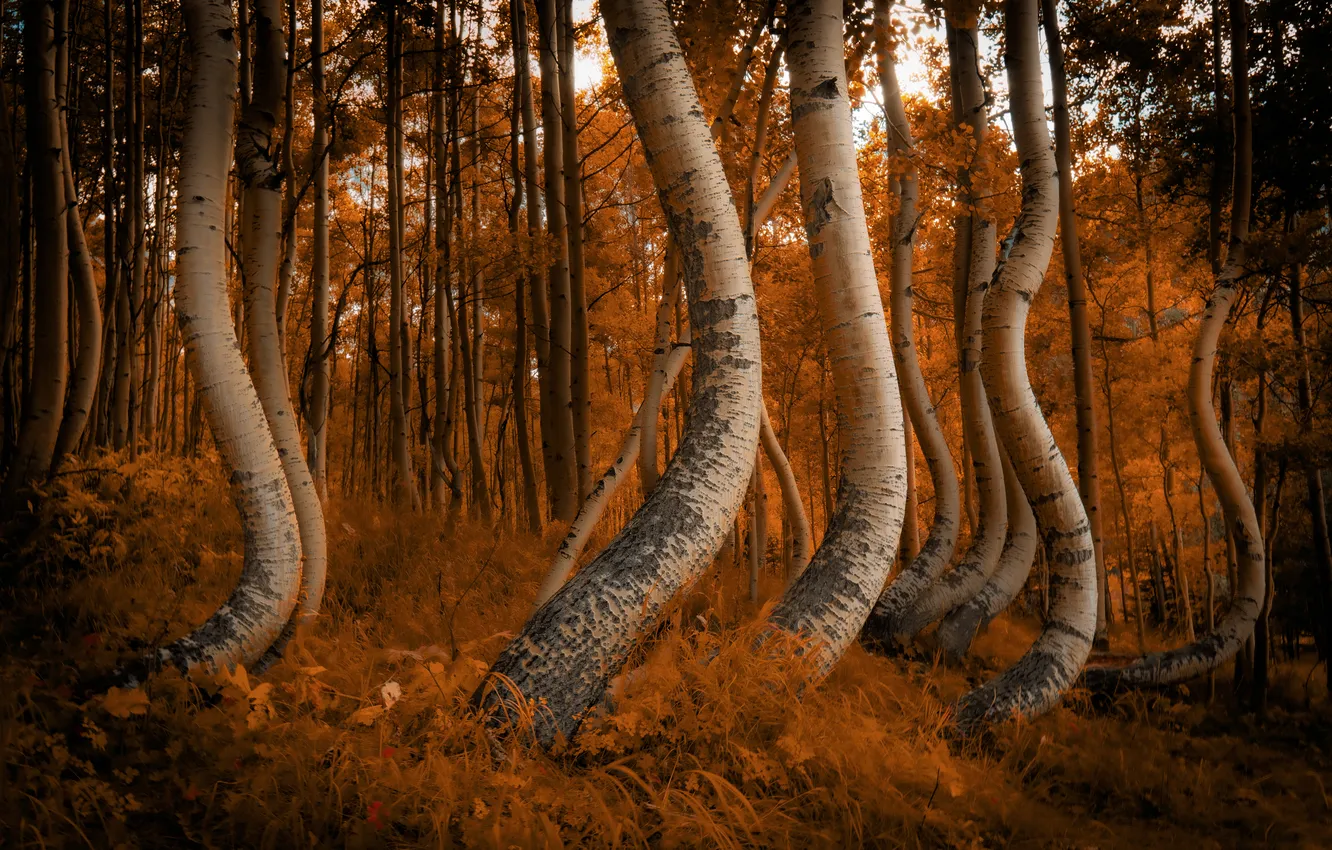 Photo wallpaper autumn, forest, trees, aspen