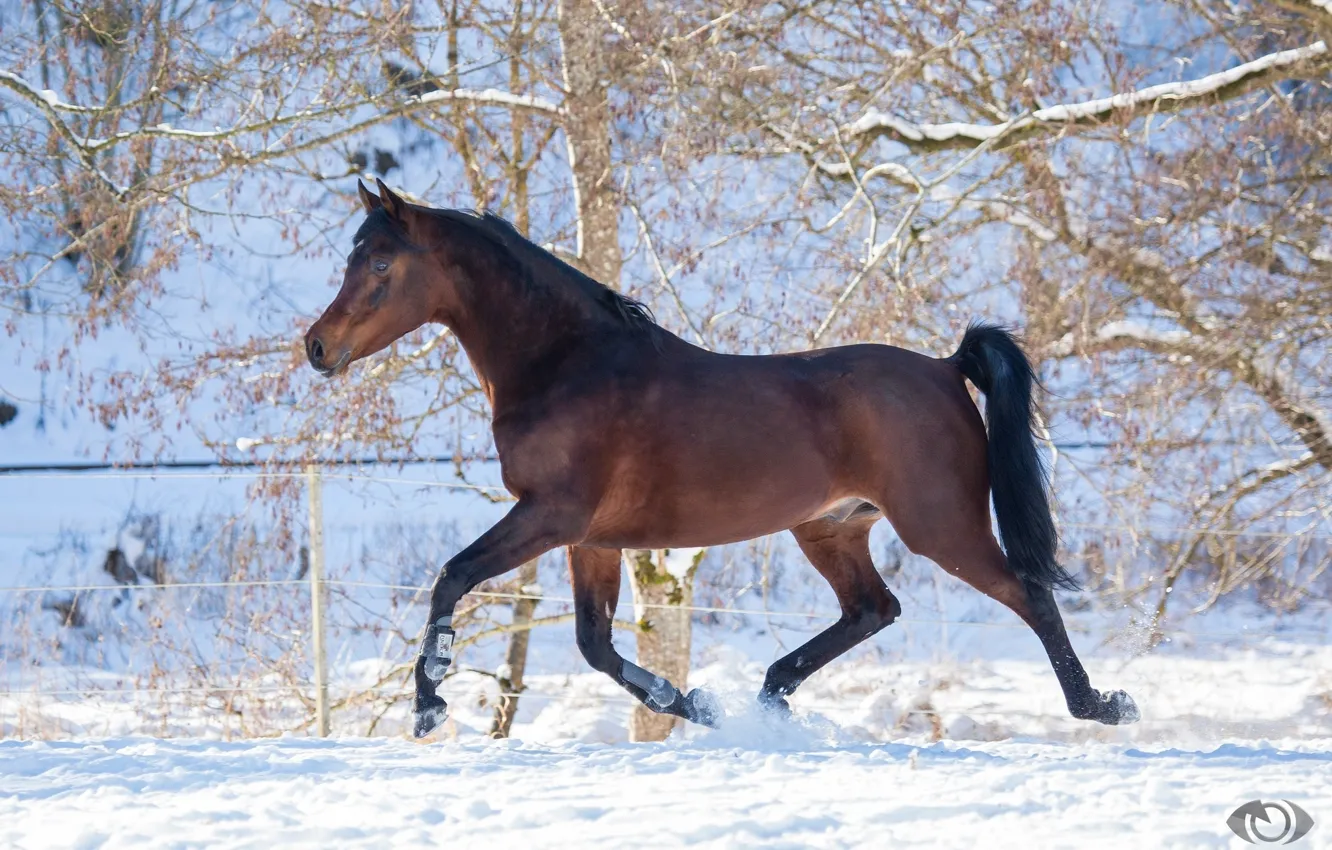 Photo wallpaper horse, horse, power, running, grace, chestnut, (с) Oliver Seitz