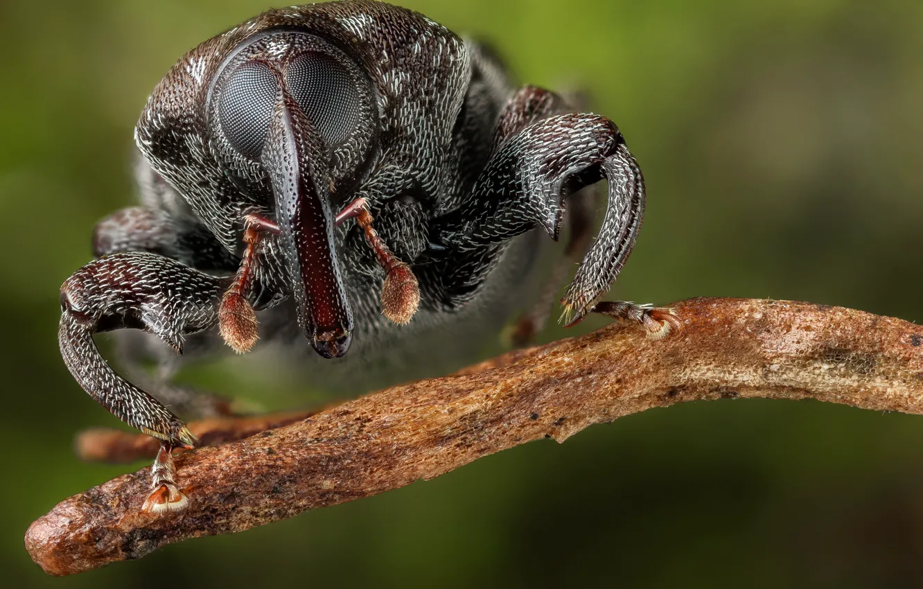 Photo wallpaper eyes, look, macro, branches, legs, beetle, hairy, insect