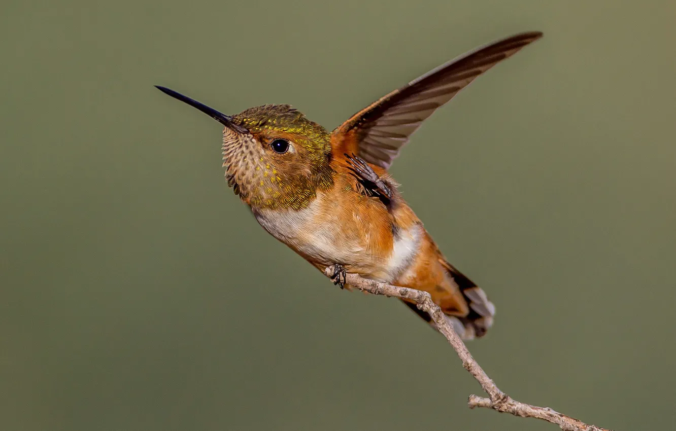 Photo wallpaper branches, bird, wings, beak, Buffy Hummingbird