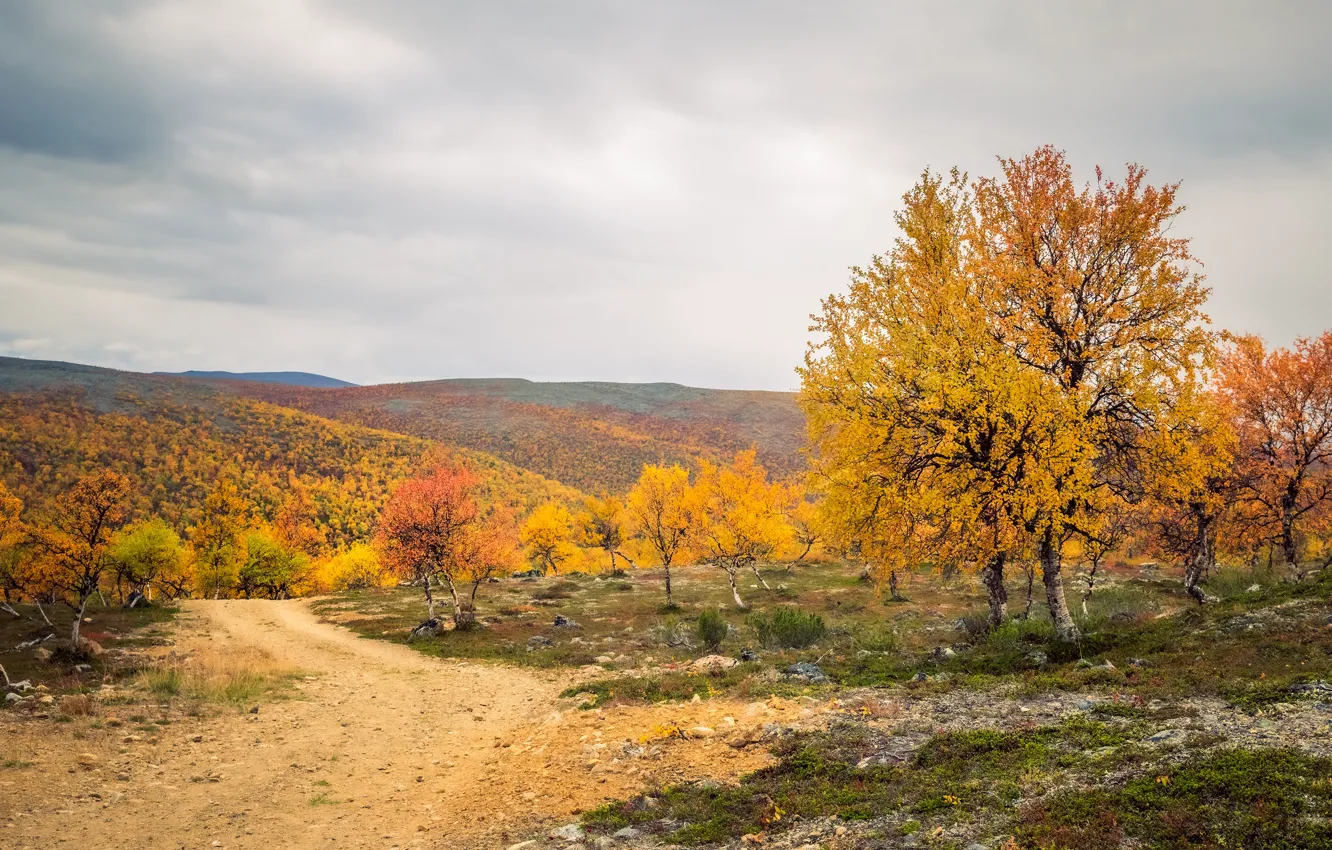 Photo wallpaper road, field, autumn, forest, the sky, clouds, trees, mountains