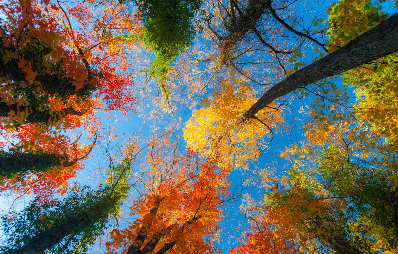 Photo wallpaper autumn, forest, the sky, leaves, trees