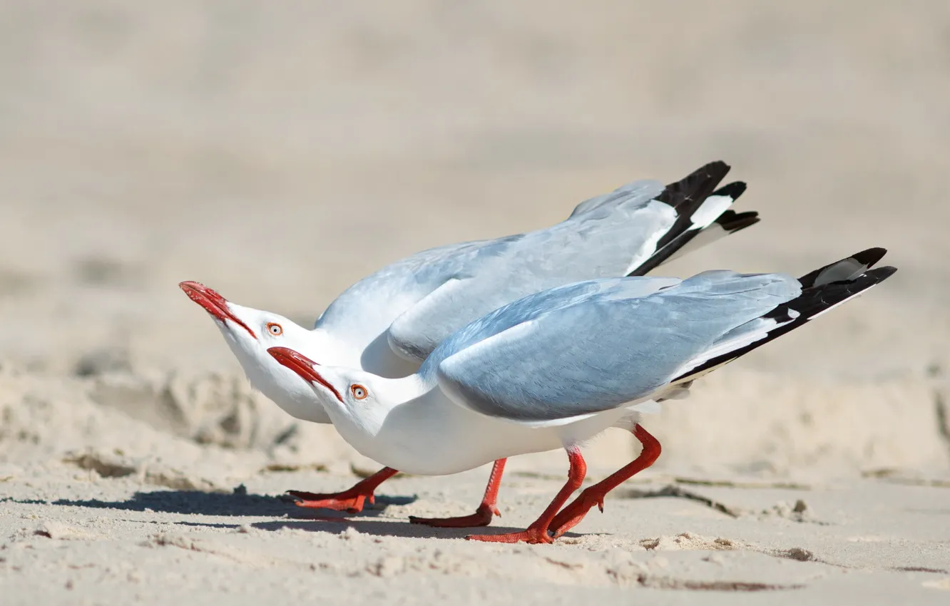 Photo wallpaper sand, birds, two, seagulls, silver