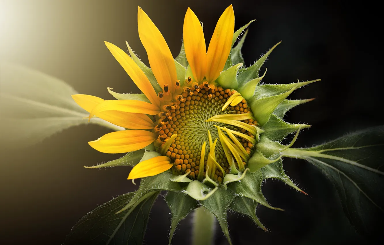 Photo wallpaper sunflower, sunflower, flora