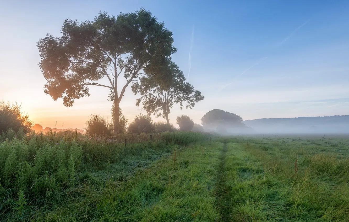 Photo wallpaper field, landscape, fog, morning