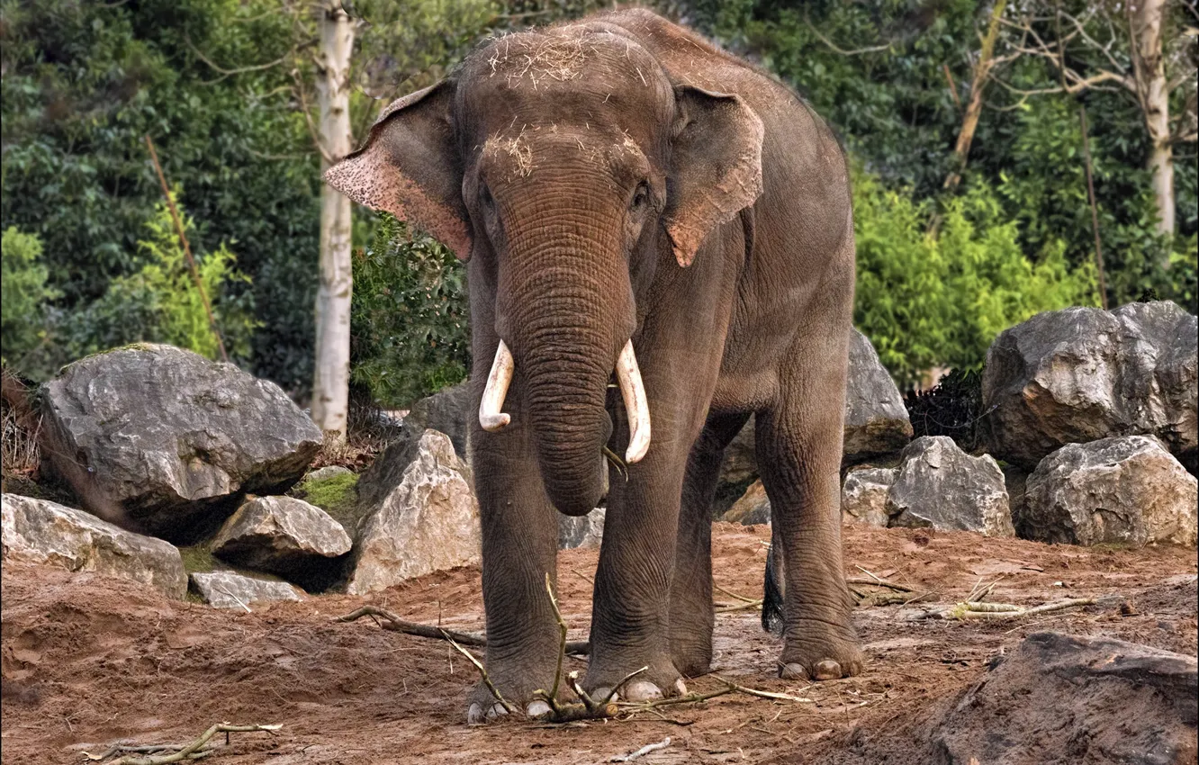 Photo wallpaper nature, one, elephant