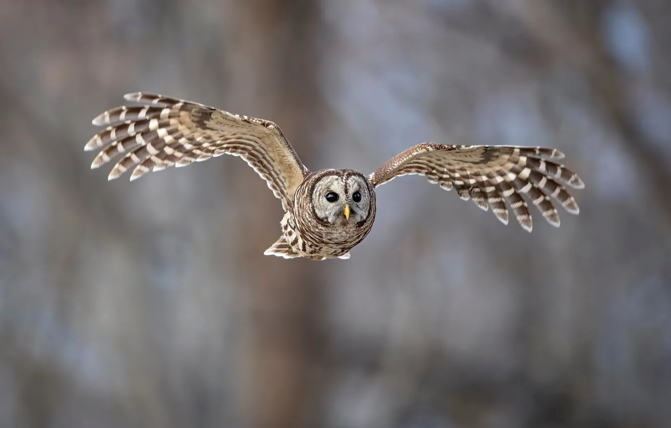 Photo wallpaper birds, owl, flight, animal, a barred owl
